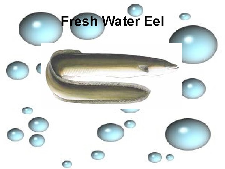 Fresh Water Eel 