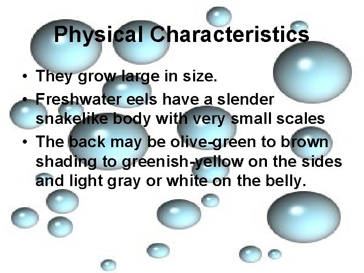 Physical Characteristics • They grow large in size. • Freshwater eels have a slender