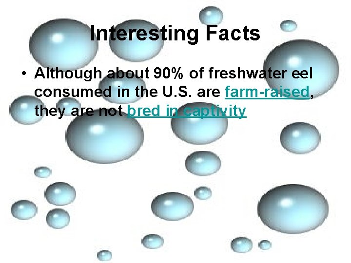Interesting Facts • Although about 90% of freshwater eel consumed in the U. S.