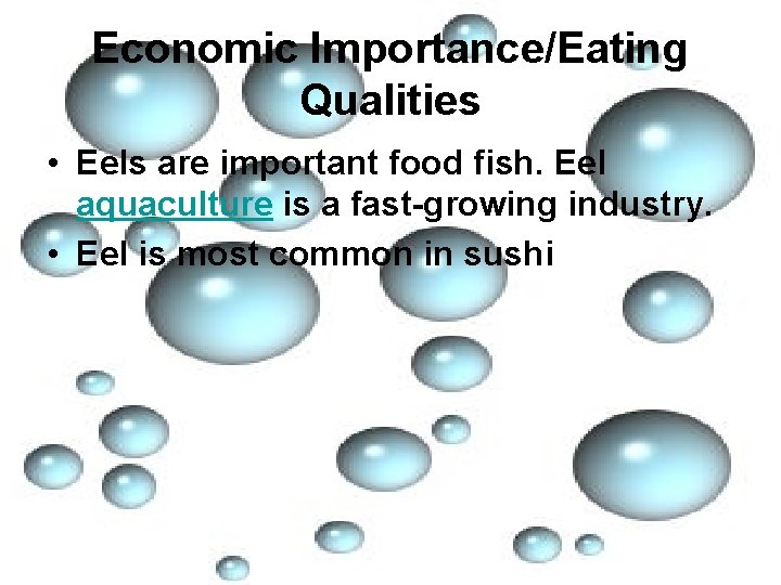 Economic Importance/Eating Qualities • Eels are important food fish. Eel aquaculture is a fast-growing