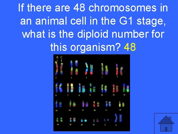 If there are 48 chromosomes in an animal cell in the G 1 stage,