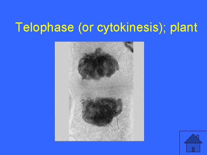 II 5 a Telophase (or cytokinesis); plant 13 