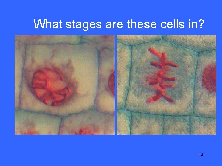 What stages are these cells in? II 10 14 