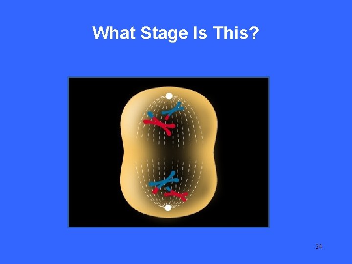 III 10 What Stage Is This? 24 