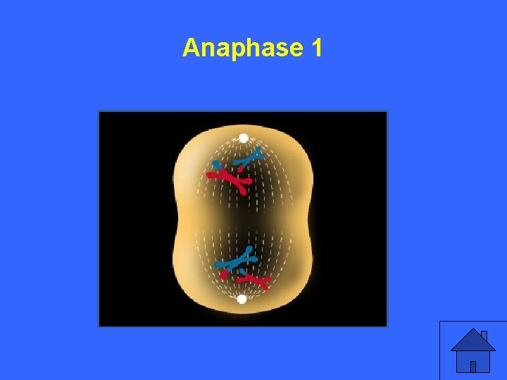 III 10 a Anaphase 1 25 