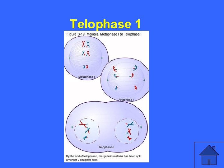 III 15 a Telophase 1 27 