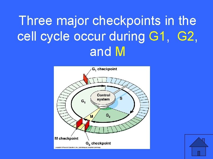 Three major checkpoints in the IV 5 a cell cycle occur during G 1,