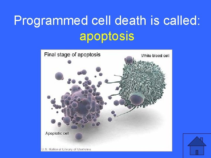 Programmed cell death is called: IV 10 a apoptosis 35 