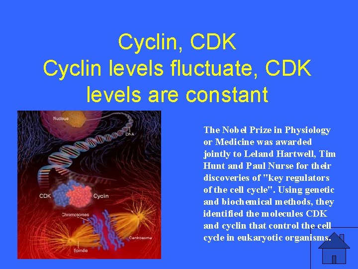 IV 20 a Cyclin, CDK Cyclin levels fluctuate, CDK levels are constant The Nobel