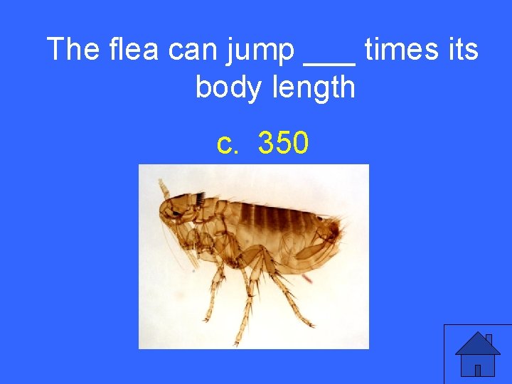 The flea can jump ___ times its V 5 a body length c. 350