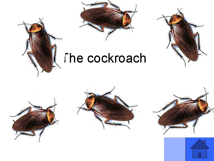 V 15 a The cockroach 47 