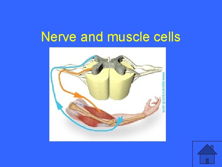 I 10 a Nerve and muscle cells 5 