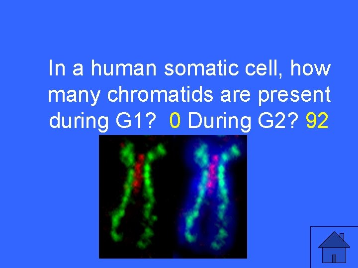 I 15 a In a human somatic cell, how many chromatids are present during