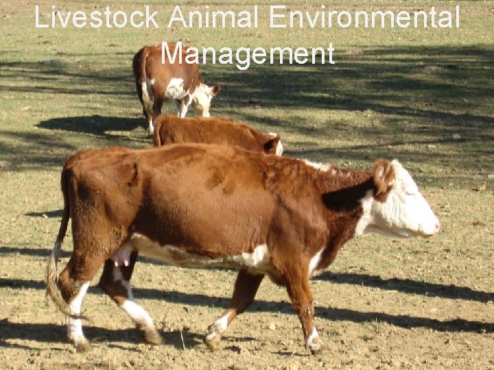 Climate Institute Livestock Animal Environmental Management 