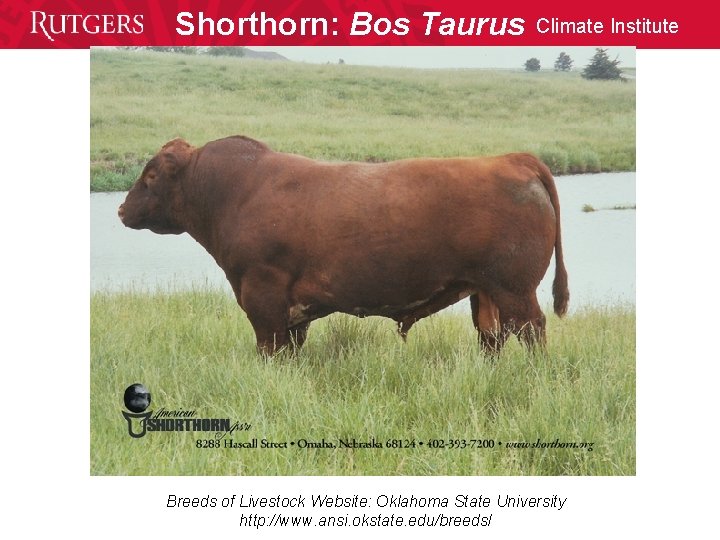 Shorthorn: Bos Taurus Climate Institute Breeds of Livestock Website: Oklahoma State University http: //www.