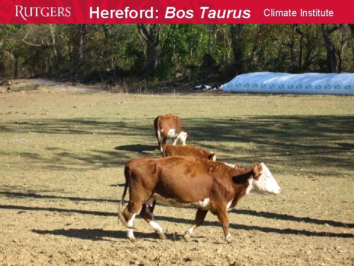 Hereford: Bos Taurus Climate Institute 