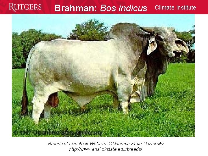 Brahman: Bos indicus Climate Institute Breeds of Livestock Website: Oklahoma State University http: //www.