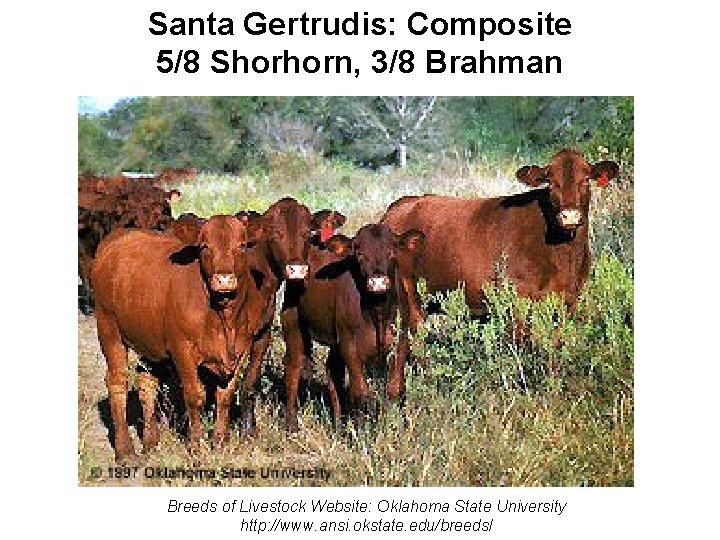 Climate Institute Santa Gertrudis: Composite 5/8 Shorhorn, 3/8 Brahman Breeds of Livestock Website: Oklahoma