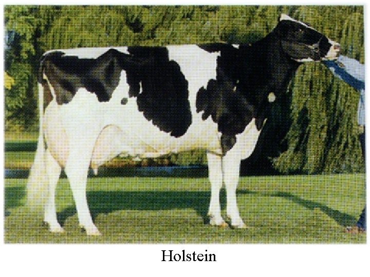 Climate Institute Holstein 