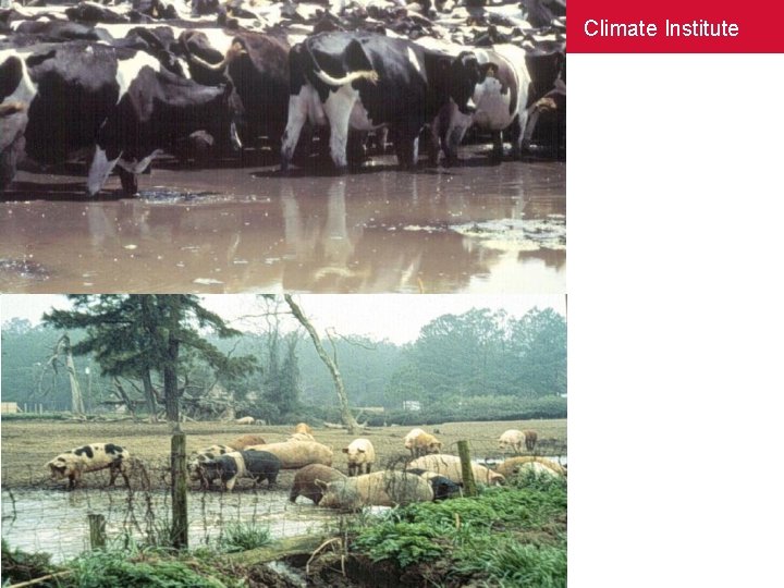 Climate Institute • Animals with access to surface water can be a direct source