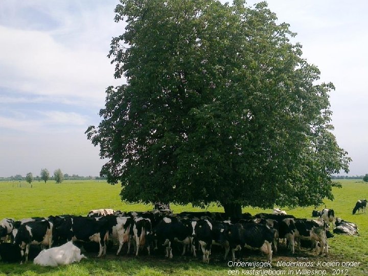 Climate Institute Onderwijsgek, Nederlands: Koeien onder een kastanjeboom in Willeskop. 2012 