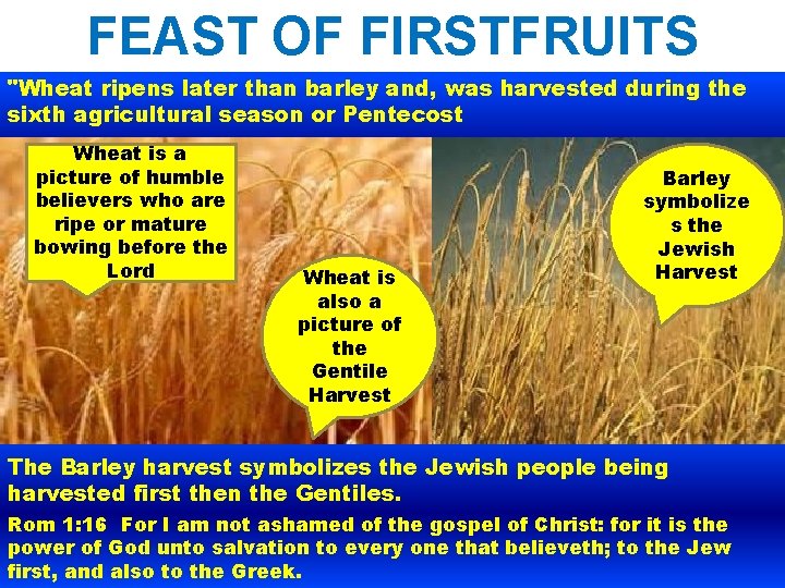 FEAST OF FIRSTFRUITS "Wheat ripens later than barley and, was harvested during the sixth