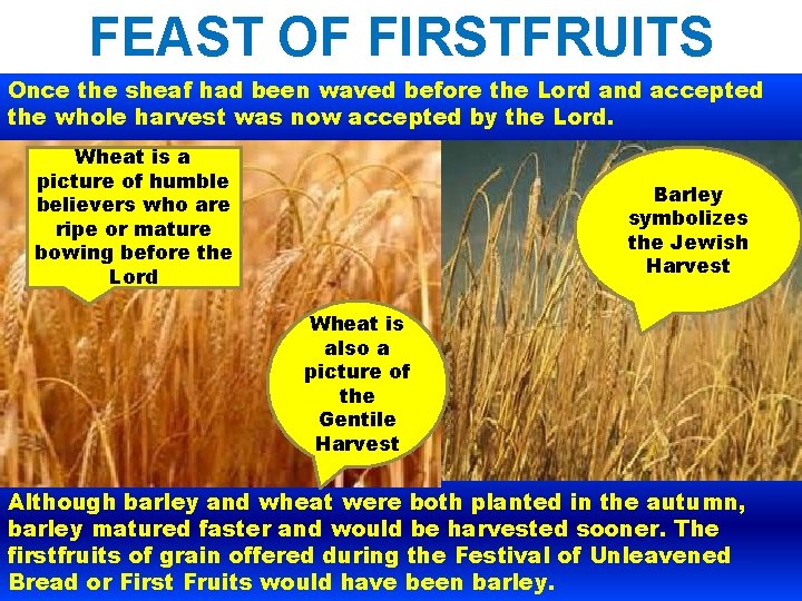 FEAST OF FIRSTFRUITS Once the sheaf had been waved before the Lord and accepted