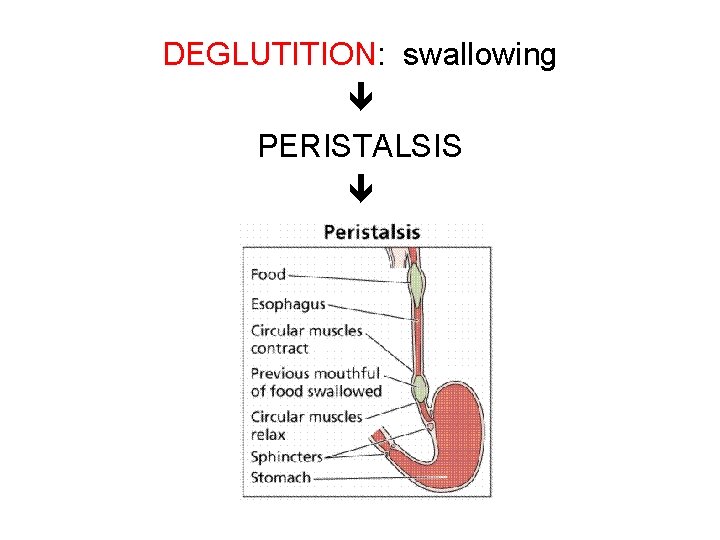 DEGLUTITION: swallowing PERISTALSIS 