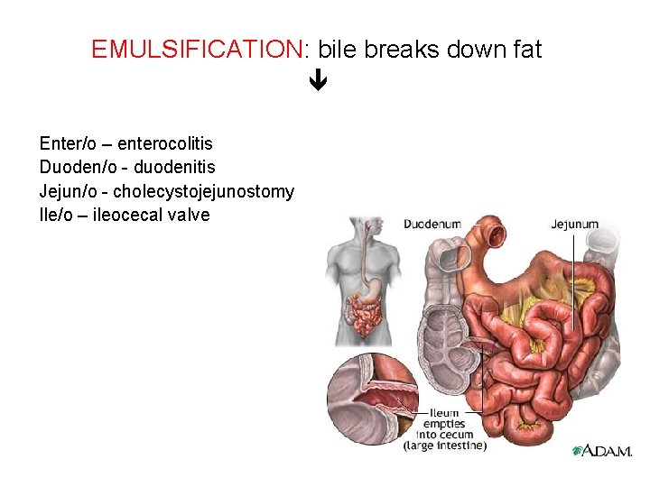 EMULSIFICATION: bile breaks down fat Enter/o – enterocolitis Duoden/o - duodenitis Jejun/o - cholecystojejunostomy