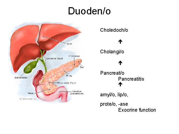 Duoden/o Choledoch/o Cholangi/o Pancreat/o Pancreatitis amyl/o, lip/o, prote/o, -ase Exocrine function 