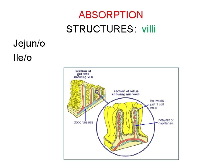 ABSORPTION STRUCTURES: villi Jejun/o Ile/o 