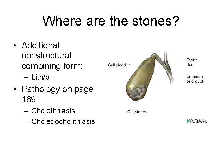 Where are the stones? • Additional nonstructural combining form: – Lith/o • Pathology on