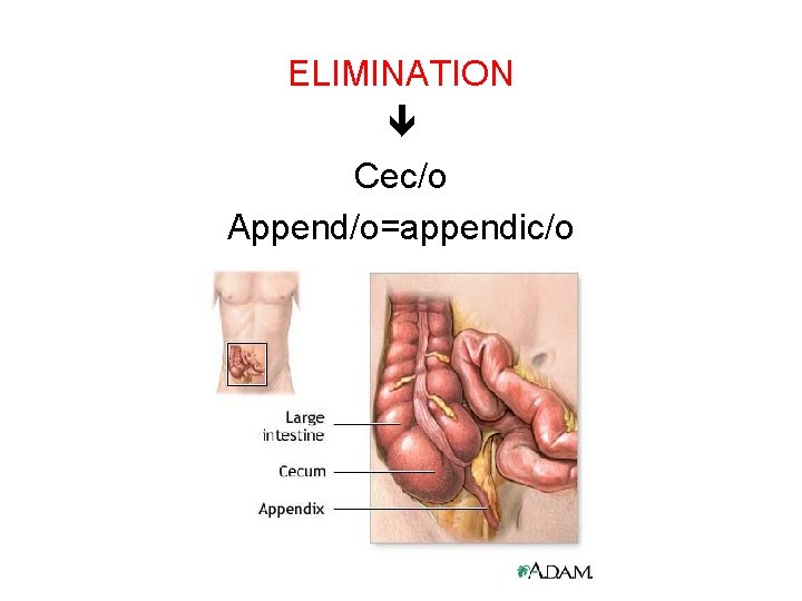 ELIMINATION Cec/o Append/o=appendic/o 