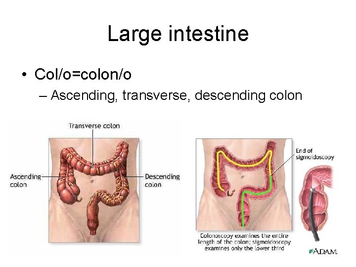 Large intestine • Col/o=colon/o – Ascending, transverse, descending colon 