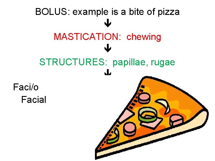 BOLUS: example is a bite of pizza MASTICATION: chewing STRUCTURES: papillae, rugae Faci/o Facial