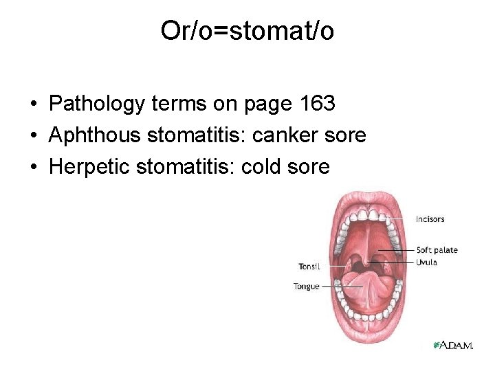 Or/o=stomat/o • Pathology terms on page 163 • Aphthous stomatitis: canker sore • Herpetic