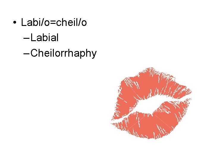  • Labi/o=cheil/o – Labial – Cheilorrhaphy 