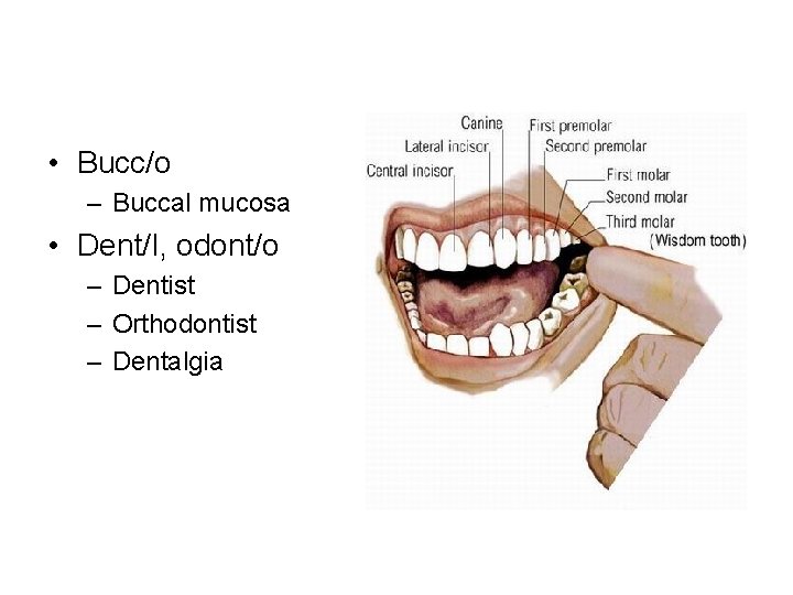  • Bucc/o – Buccal mucosa • Dent/I, odont/o – Dentist – Orthodontist –