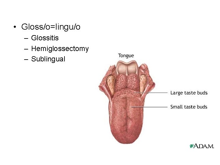  • Gloss/o=lingu/o – Glossitis – Hemiglossectomy – Sublingual 