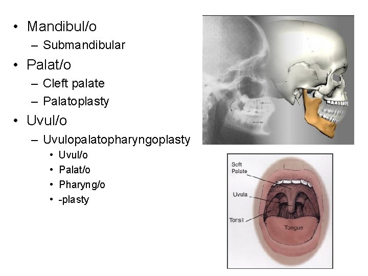  • Mandibul/o – Submandibular • Palat/o – Cleft palate – Palatoplasty • Uvul/o