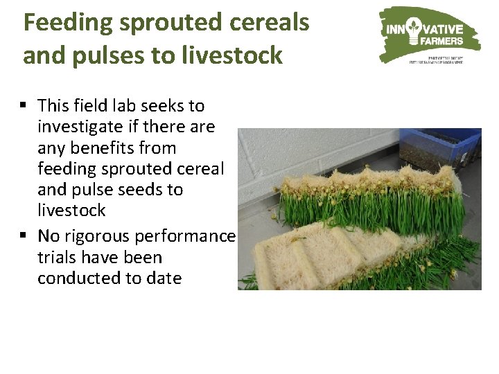 Feeding sprouted cereals and pulses to livestock § This field lab seeks to investigate