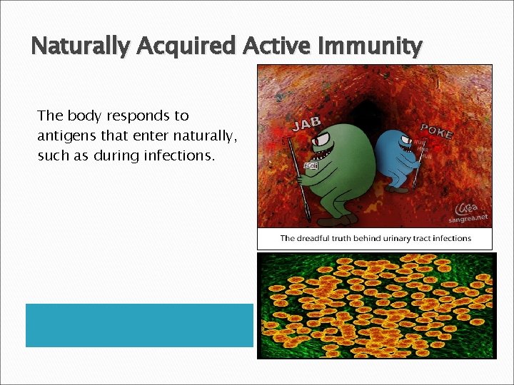 Naturally Acquired Active Immunity The body responds to antigens that enter naturally, such as