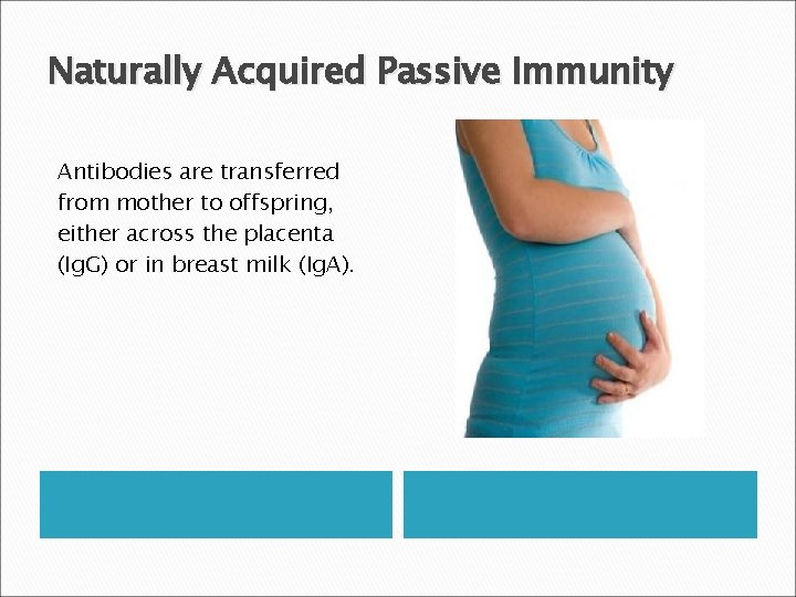 Naturally Acquired Passive Immunity Antibodies are transferred from mother to offspring, either across the