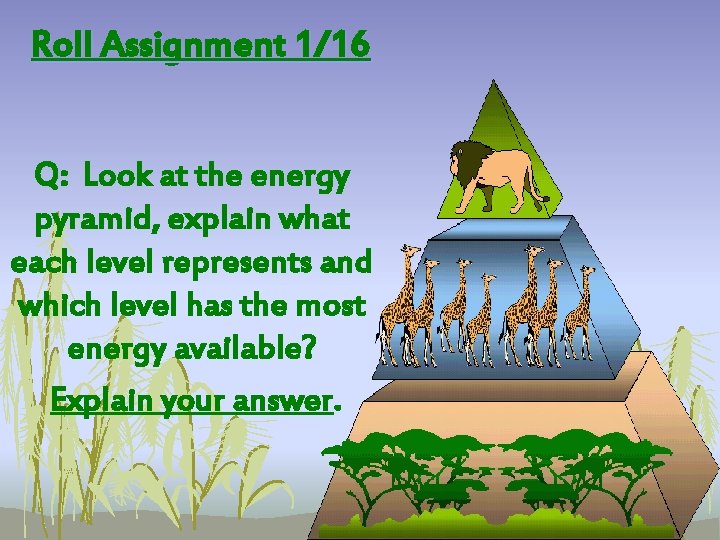 Roll Assignment 1/16 Q: Look at the energy pyramid, explain what each level represents Roll Assignment 1/16 Q: Look at the energy pyramid, explain what each level represents
