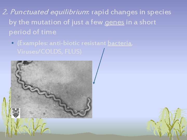 2. Punctuated equilibrium: rapid changes in species by the mutation of just a few 2. Punctuated equilibrium: rapid changes in species by the mutation of just a few