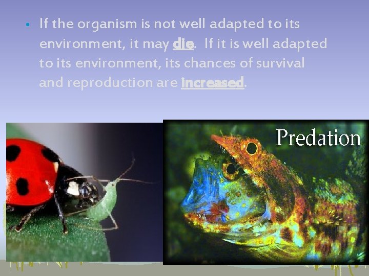 • If the organism is not well adapted to its environment, it may • If the organism is not well adapted to its environment, it may