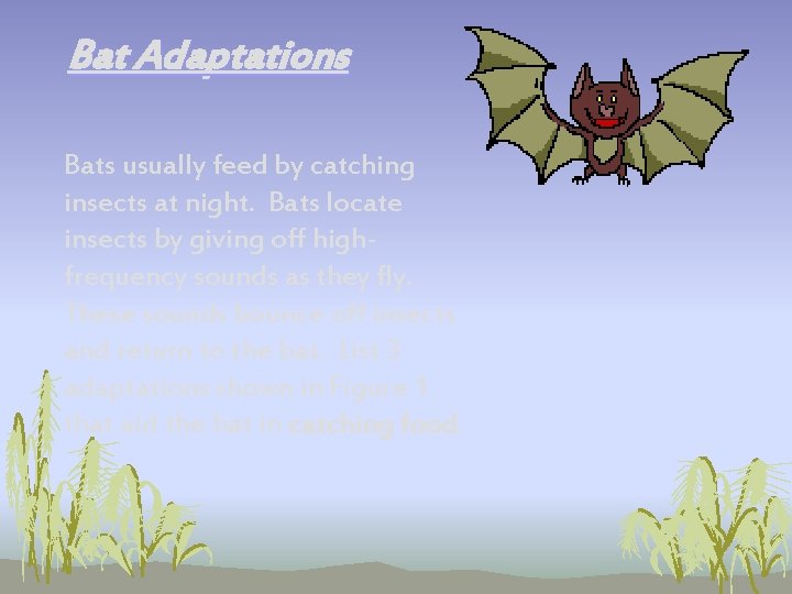 Bat Adaptations Bats usually feed by catching insects at night. Bats locate insects by Bat Adaptations Bats usually feed by catching insects at night. Bats locate insects by