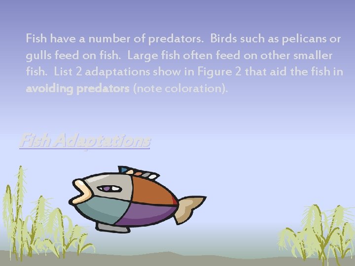 Fish have a number of predators. Birds such as pelicans or gulls feed on Fish have a number of predators. Birds such as pelicans or gulls feed on