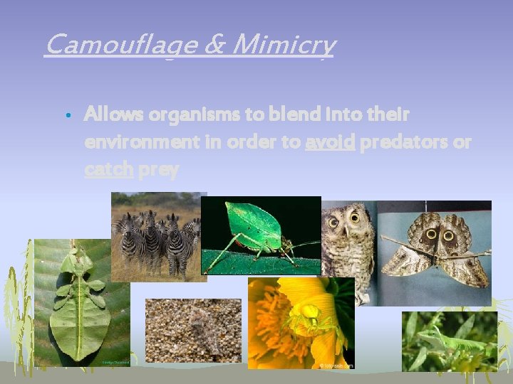 Camouflage & Mimicry • Allows organisms to blend into their environment in order to Camouflage & Mimicry • Allows organisms to blend into their environment in order to