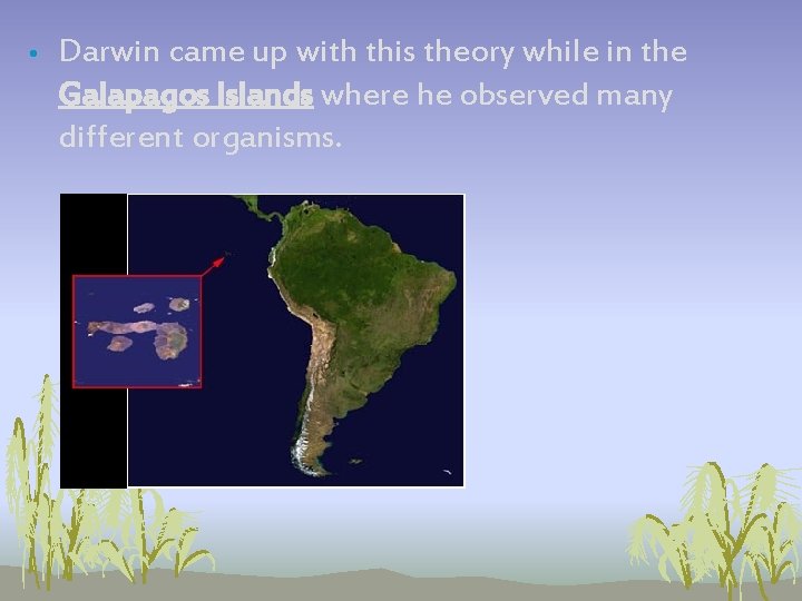 • Darwin came up with this theory while in the Galapagos Islands where • Darwin came up with this theory while in the Galapagos Islands where